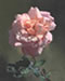Pink rose with ant